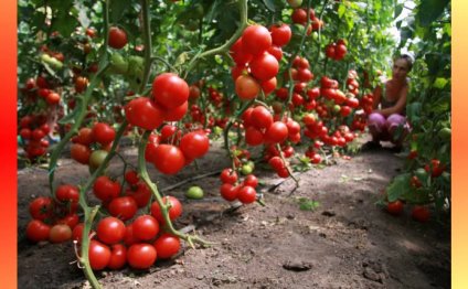 Выращивание помидор в