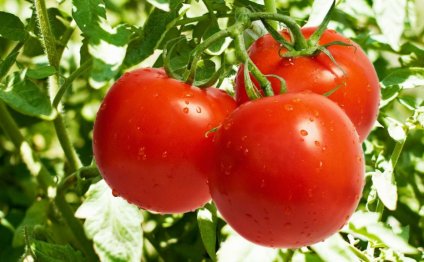 Выращивание томатов в теплицах