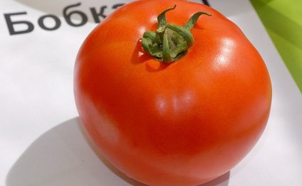 помидоры выращивание в