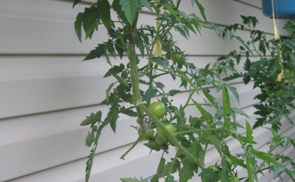 Выращиваем помидоры вверх