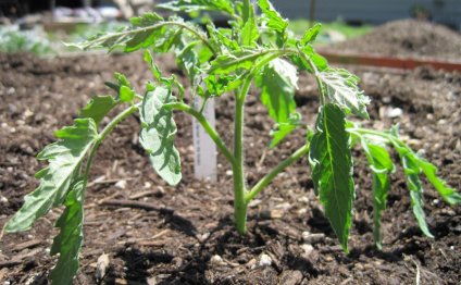 Выращивание томатов в открытом