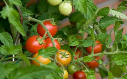 выращивание томатов в теплицах