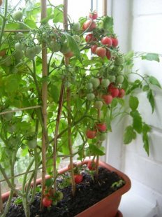 балконные помидоры