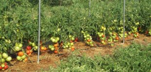 как правильно выращивать помидоры в открытом грунте