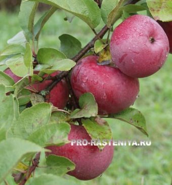 Как ухаживать за яблоней
