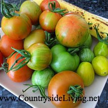Мои томаты. Собранные на стадии бурого цвета помидоры положите в комнате рядом с бананом, чтобы они дозрели