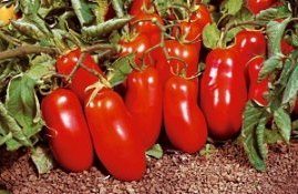 низкорослых сортов помидоров для открытого грунта