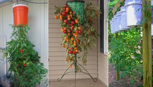 Оригинальный способ выращивания помидоров