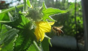 Плодообразование тепличных пчелоопыляемых огурцов напрямую зависит от наличия в сооружении защищённого грунта насекомых-опылителей