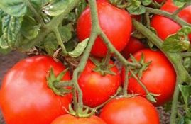 помидоры для Сибири низкорослые