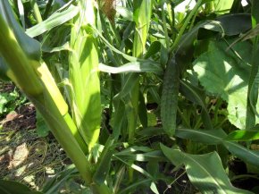 Стебель кукурузы - опора для огурцов