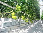 Технология выращивания томатов на различных субстратах
