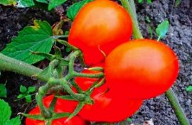 урожайные низкорослые помидоры