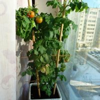 выращивание помидоров на подоконнике зимой