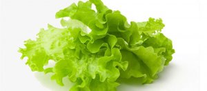 Выращивание ранней зелени: листовой салат