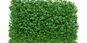 Выращивание ранней зелени в теплице: кресс-салат