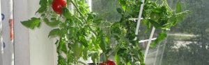 Выращивание рассады помидоров на подоконнике: как добиться отличного результата?
